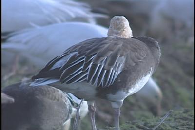 Dark morph Snow Geese