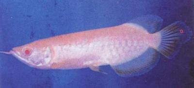 Arowana