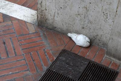 the sick pigeon