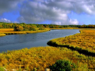 SALT MARSH , Head Chezzetcook, NS