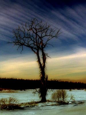 ELM, Elderbank, Nova Scotia