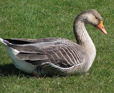 goose2.jpg