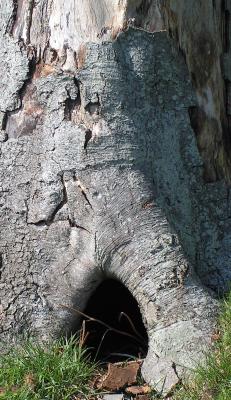 trunk.jpg