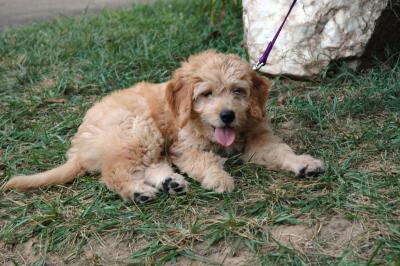 Happiness is sitting on the lawn (munching it, too)