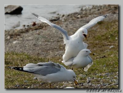 DSC_5799.jpg