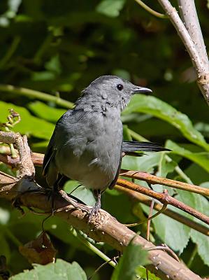 Grey Catbird