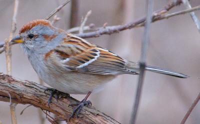 DSC_2627a.jpg