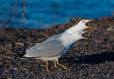 DSC_2851.jpg