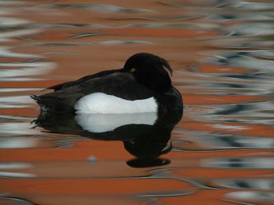 Tufted Duck from a lake in Denmark