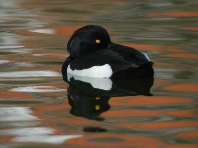 Tufted Duck  male - Troldand