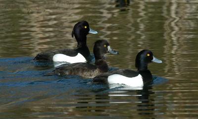 Tufted Duck male and female - Troldand