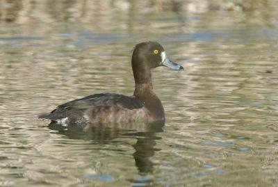 Tufted Duck  female- Troldand