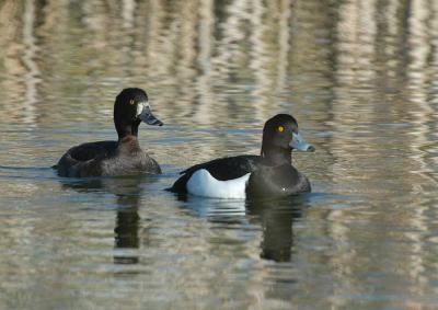 Tufted Duck female and male - Troldand