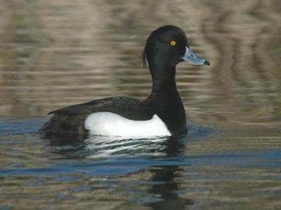 Tufted Duck male - Troldand