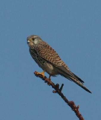 Kestrel female - Trnfalk hun - Falco tinnunculus