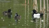 Tufted Duck male and female - Troldand