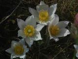 Spring Pasque Flower - Vr-Kobjlde - Pulsatilla vernalis