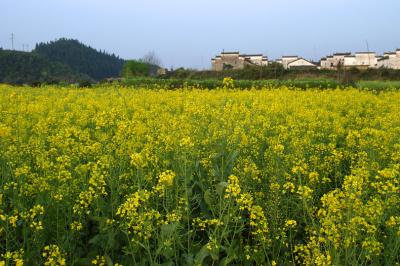 DSC_2403a.jpg