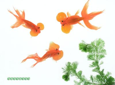 goldfish7-a.jpg