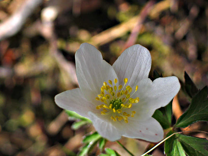 White from the woods