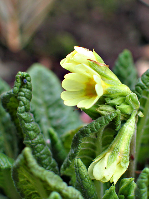 Yellow bells