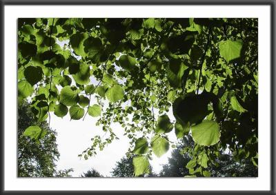 27.09.2004Still Green