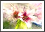 12.04.2004<br>Lillies on Speed