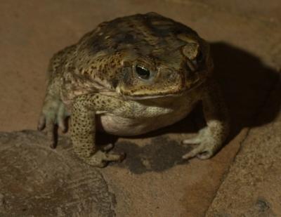 u43/alohaphotostyle/medium/27844361.CaneToad.jpg