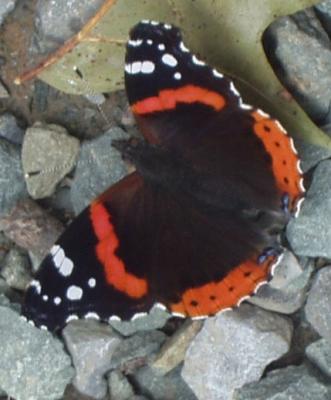 butterfly 395