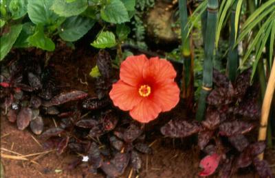Planta com flash