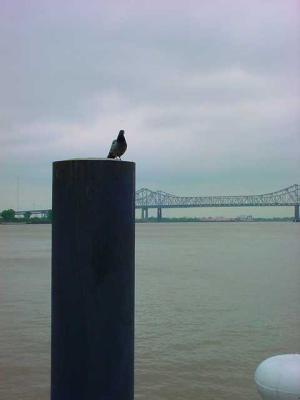 PigeonDock.jpg