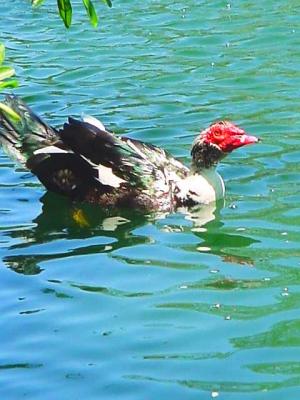 Duck.jpg