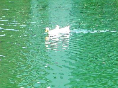 Ducks.jpg