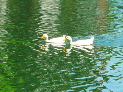 2Ducks.jpg