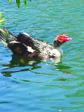 Duck.jpg
