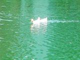 Ducks.jpg