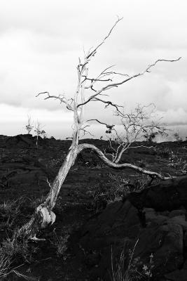 Being a tree is hard, Hilina Pali