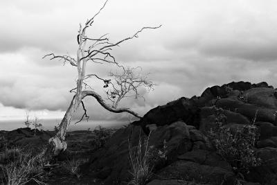 Being a tree is hard, Hilina Pali