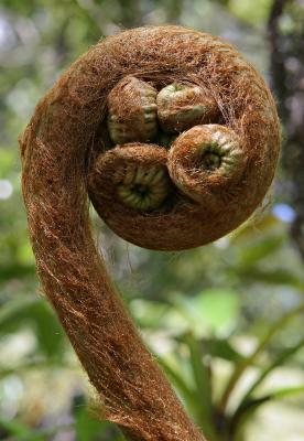 Fern