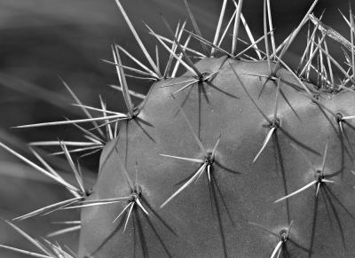 Cactus, Waimea