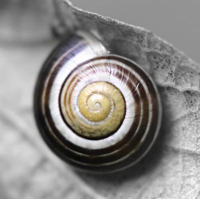 Mostly grey snail