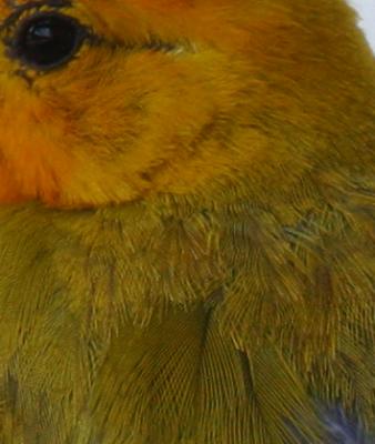 100 % crop of previous image