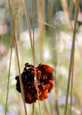 fallen camelia bloom