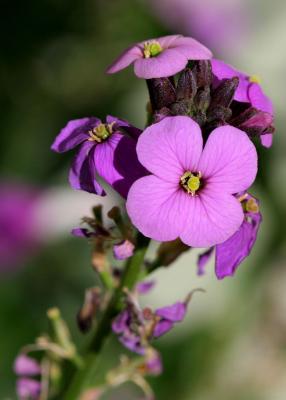 purple