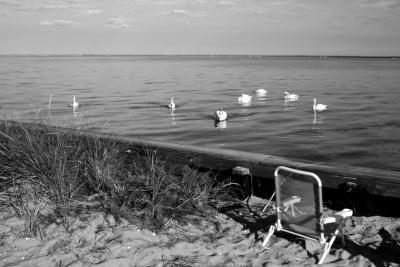 Swans on Great South Bay