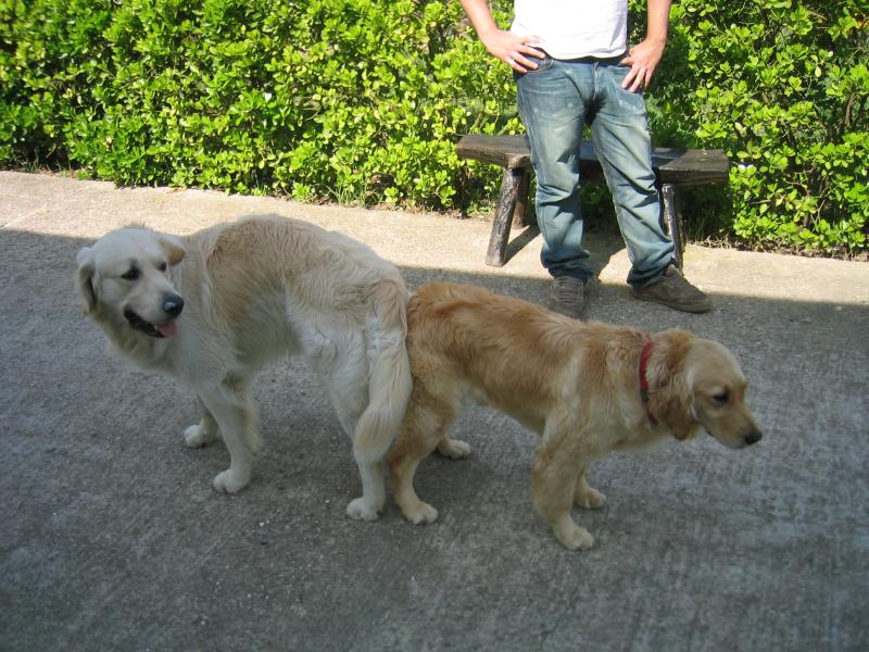 GOLDEN RETRIEVER BARCELONA