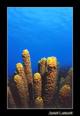 Yellow tube sponges