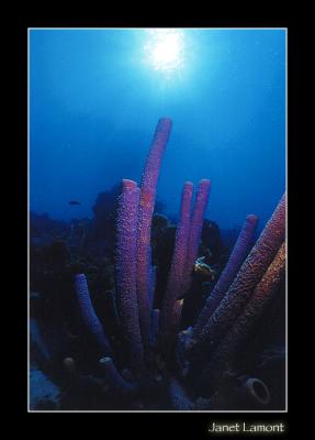 Purple tube sponges