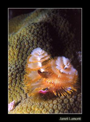 Christmas Tree Worm