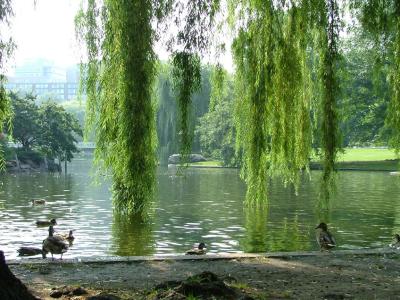 Boston Ducks